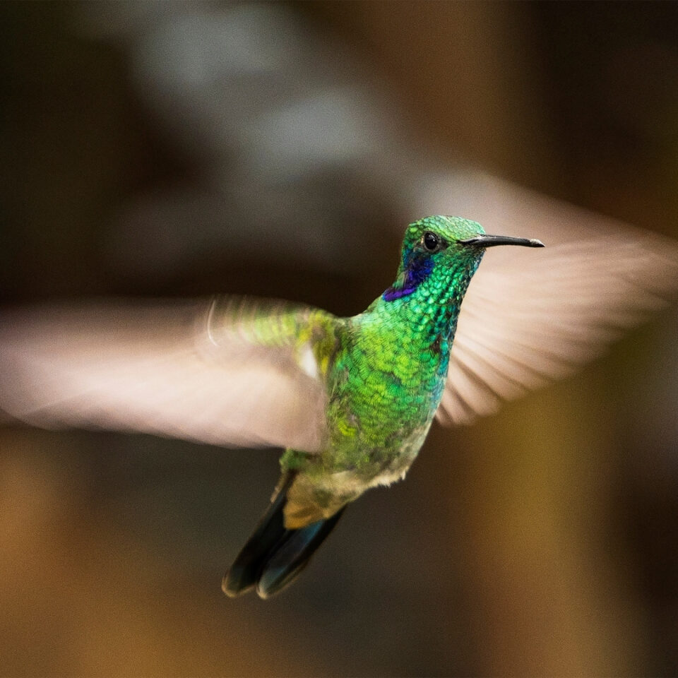 <em>Espíritu de Quinde</em>